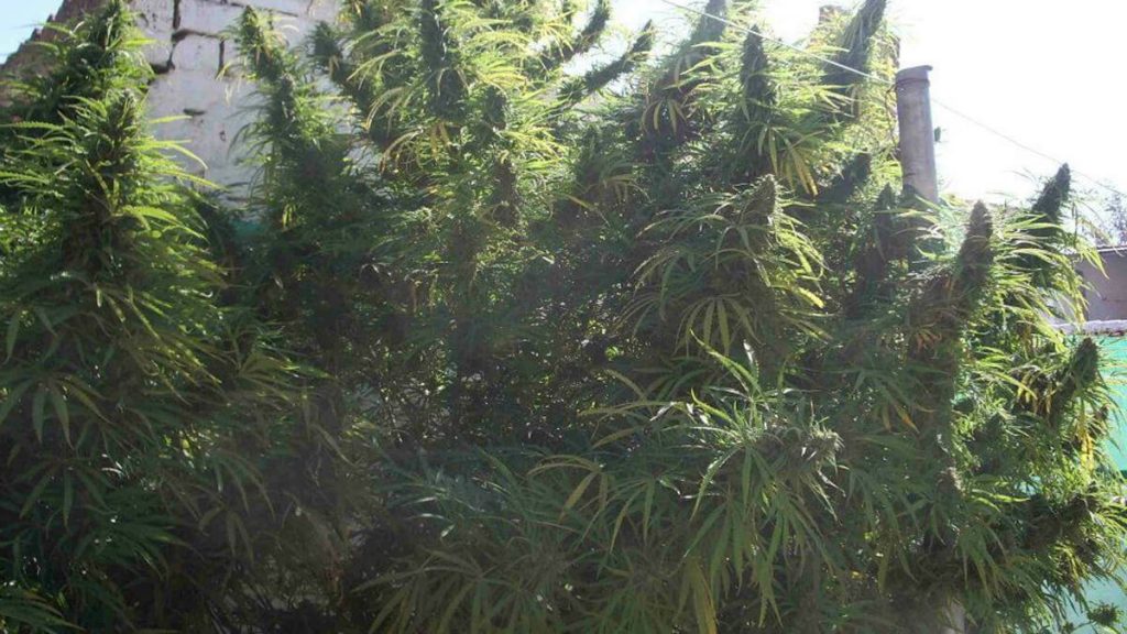 outdoor cannabis plants