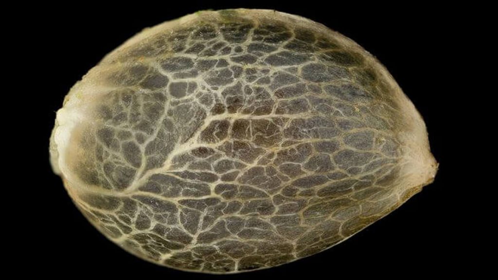 knowing if cannabis seed is good or bad