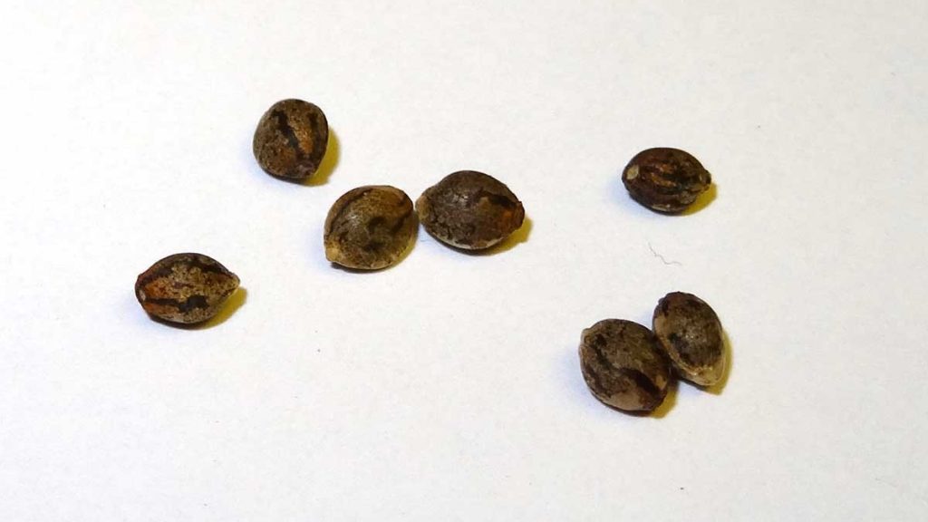 Close up of several cannabis seeds