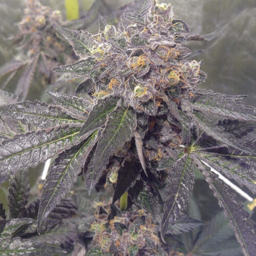 Dank Sherbert Feminised Cannabis Seeds by Dank Genetics