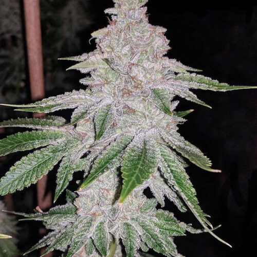 Fresh Orange Feminised Cannabis Seeds by Dank Genetics