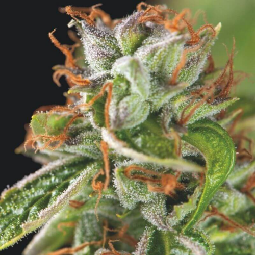 Double OG Haze Feminised Seeds by Pyramid Seeds