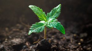 Our Guide to Mastering the Cannabis Seedling Stage