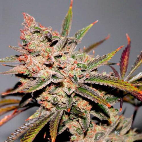 Strawberry Diesel F2 Regular seeds by Dark Horse Genetics