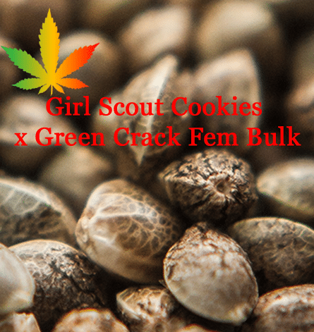 Girl Scout Cookies x Green Crack Bulk Feminised Cannabis Seeds