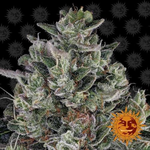 Glookies Feminised Cannabis Seeds by Barney's Farm