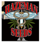 Hazeman Seeds