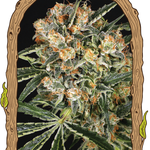 Hippie Therapy CBD Feminised Cannabis Seeds by Exotic Seeds