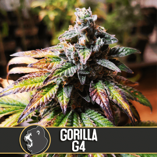 Gorilla Glue #4 Feminised Seeds