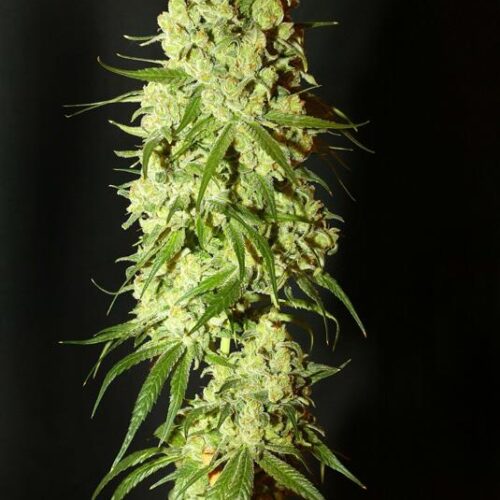 Cannatonic Feminised Medicinal Cannabis Seeds