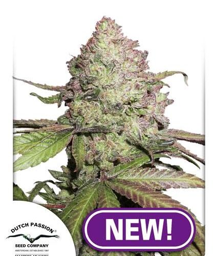 Charlotte's Angel CBD Auto Feminised Cannabis Seeds by Dutch Passion