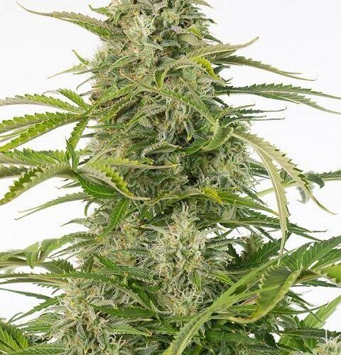 Cheese CBD Auto Feminised Cannabis Seeds by Dinafem Seeds