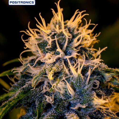 Chizpa by Zatu Feminised Cannabis Seeds by Positronic Seeds