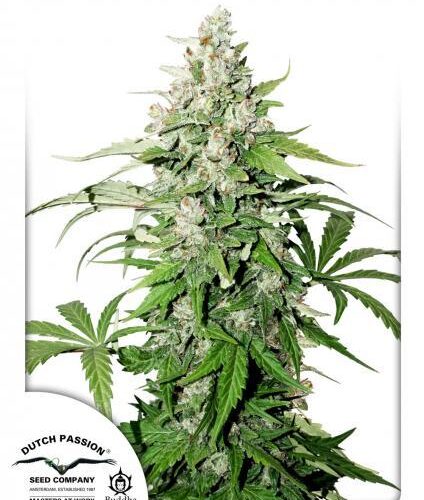 Cinderella Jack Auto Feminised Cannabis Seeds by Dutch Passion