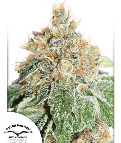 Colorado Cookies Auto Feminised Cannabis Seeds by Dutch Passion