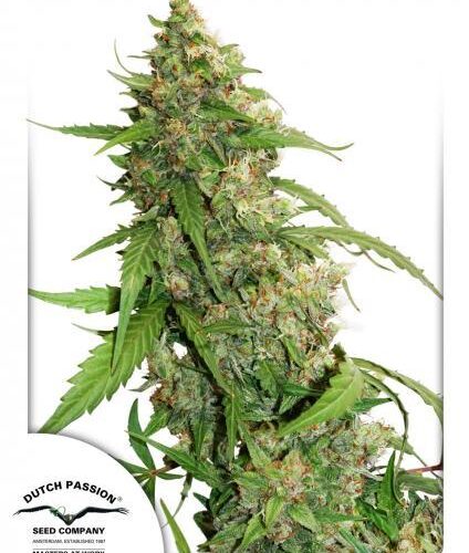 Compassion Lime CBD Auto Feminised Cannabis Seeds by Dutch Passion