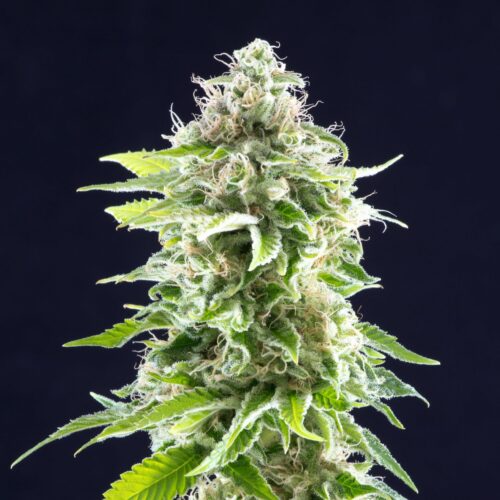 Cookies Haze Feminised Cannabis Seeds by Kannabia Seeds