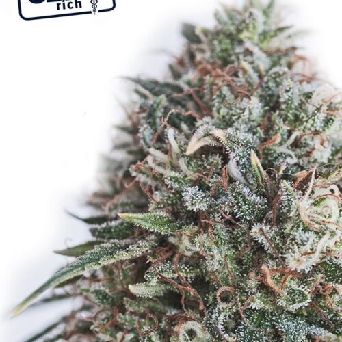 Critical 47 CBD Feminised Cannabis Seeds by Positronic Seeds