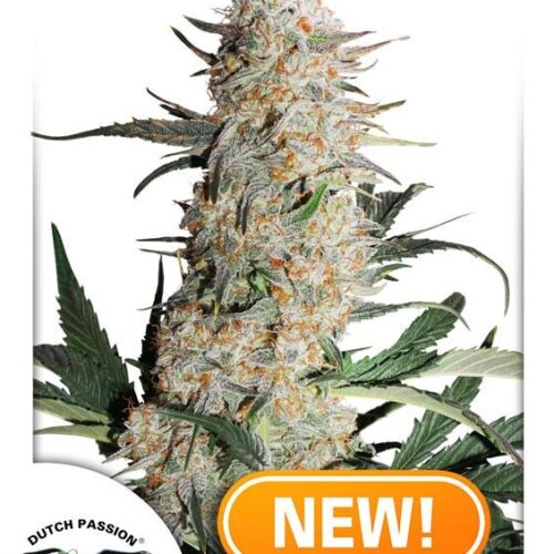 Critical Orange Punch Feminised Cannabis Seeds by Dutch Passion