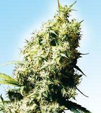 Jamaican Pearl Regular Cannabis Seeds by Sensi Seeds