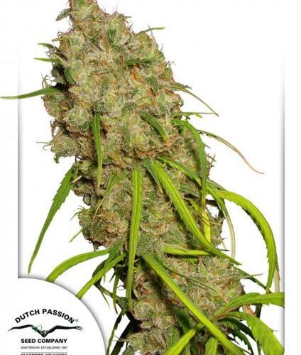 Desfran Feminised Cannabis Seeds by Dutch Passion