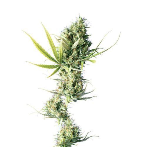 Durban Feminised Cannabis Seeds by Sensi Seeds