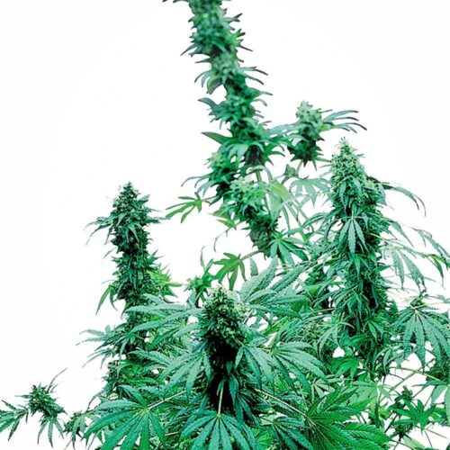 Early Skunk Feminised Cannabis Seeds by Sensi Seeds