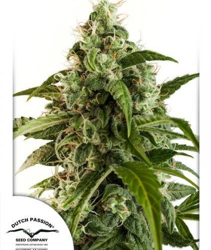 Euforia Auto Feminised Cannabis Seeds by Dutch Passion