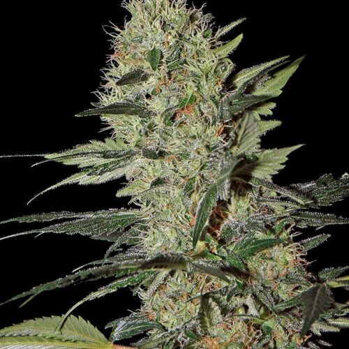 Exodus Cheese Auto Feminised Seeds