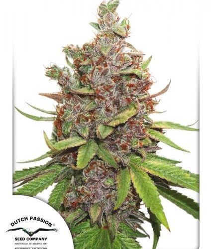 Glueberry O.G. Auto Feminised Cannabis Seeds by Dutch Passion