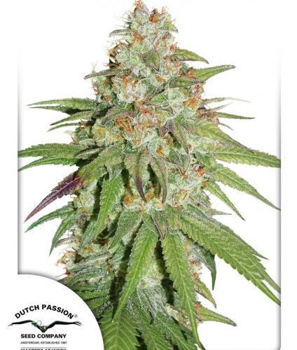 Glueberry O.G. Feminised Cannabis Seeds by Dutch Passion