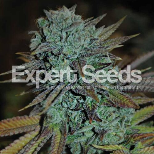 Expert Gorilla Feminised Marijuana Seeds by Expert Seeds