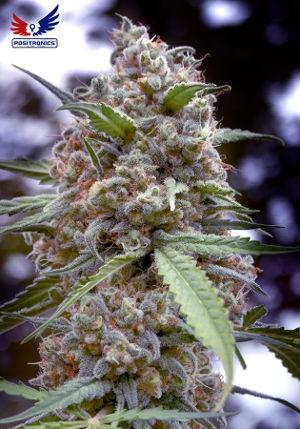 Grapefruit Feminised Cannabis Seeds by Positronic Seeds