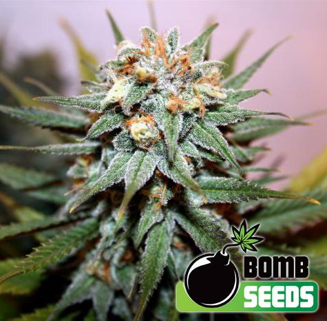 Hash Bomb Feminised Cannabis Seeds by Bomb Seeds