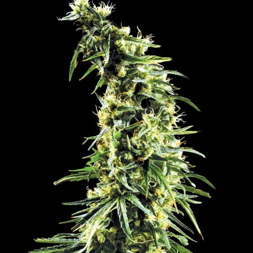 Hawaiian Snow Feminised Cannabis Seeds by Greenhouse Seed Co.