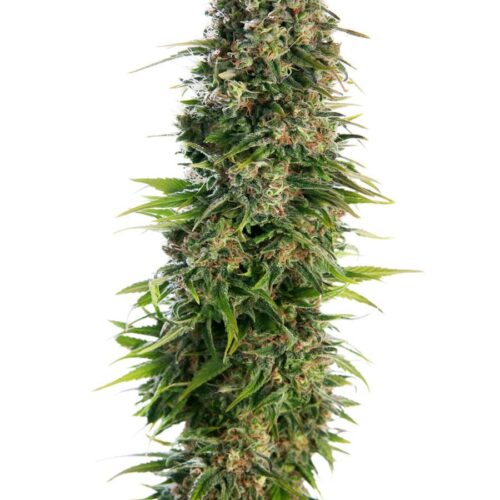 Hindu Kush Auto Feminised Cannabis Seeds by Sensi Seeds