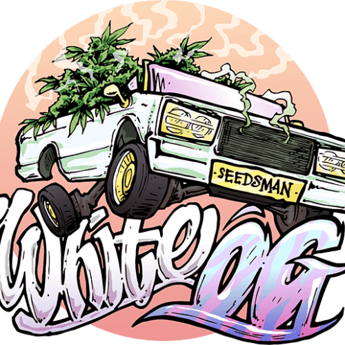 The White OG Feminised Seeds from Seedsman