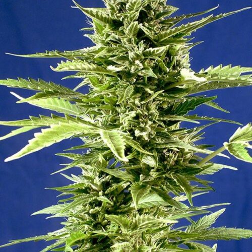 Jack Diesel Express Auto Feminised Cannabis Seeds by Positronic Seeds