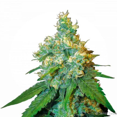 Jack Herer Feminised Cannabis Seeds by Sensi Seeds