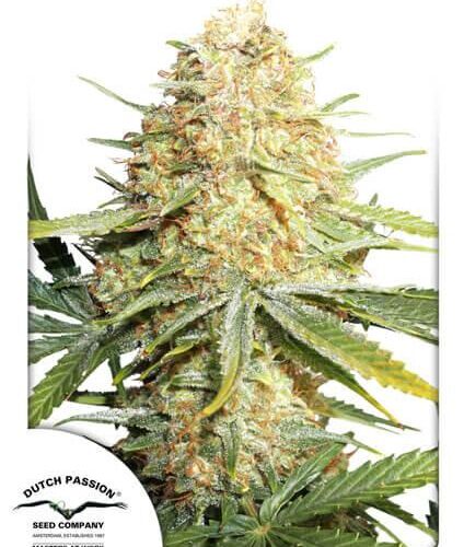 Lemon Kix Auto Feminised Cannabis Seeds by Dutch Passion