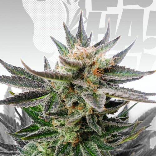 Sativa Dream (LOL) Feminised Cannabis Seeds by Kannabia Seeds