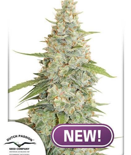 Meringue Feminised Cannabis Seeds by Dutch Passion