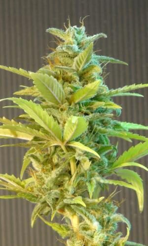 Mikromachine Auto Feminised Cannabis Seeds by Kannabia Seeds