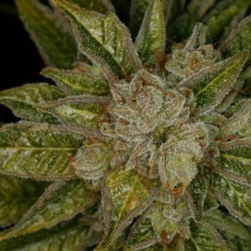 MK Ultra Regular cannabis seeds from T.H. Seeds