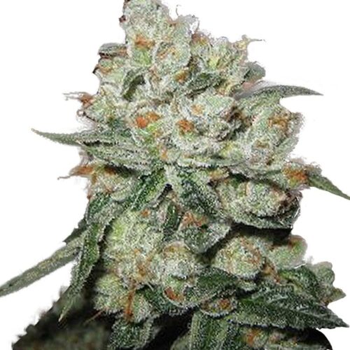 OG Kush Feminised Cannabis Seeds by Phoenix Seeds 