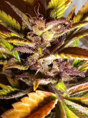 Purple Mazar Autoflowering Regular Cannabis Seeds by Flash Seeds