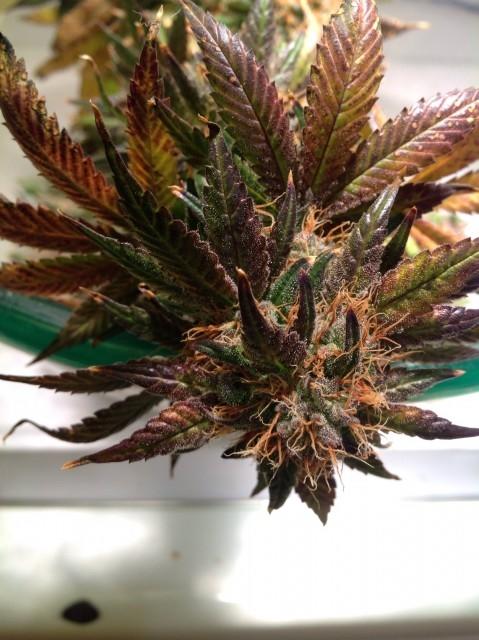 Purple Strawberry Bliss Feminised Seeds | Pheno Finder Seeds | Cannabis ...