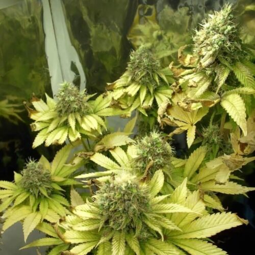 Sage 'n' Sour Regular Weed Seeds by T.H.Seeds