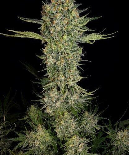 Serious Kush Feminised Cannabis Seeds by Serious Seeds