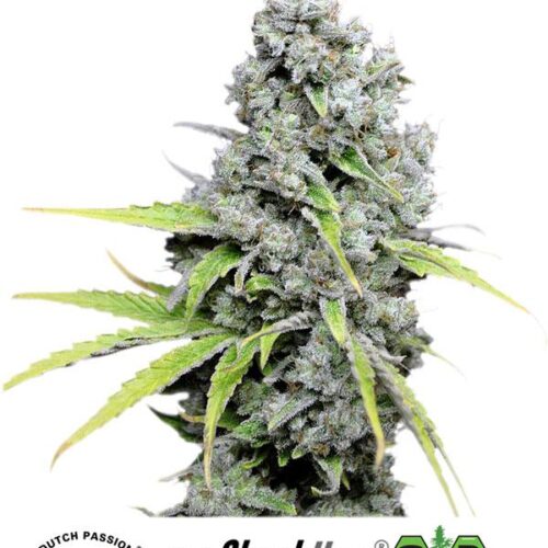 Skunk Haze CBD Feminised Cannabis Seeds by Dutch Passion